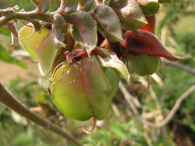 Melianthus comosus unripe fruit capsule